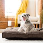 Baxter Flanged Mattress, Granite Pet Beds La-Z-Boy 6