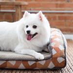 Riley Ortho, Sunset Pet Beds La-Z-Boy 8