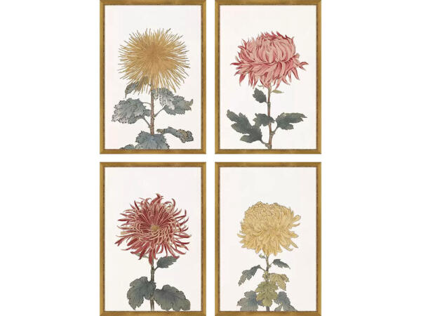 Chrysanthemum S/4 Art Paragon