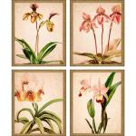 Down Under S/4 Art Paragon 2