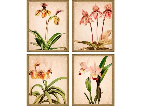 Orchids S/4 Art Paragon