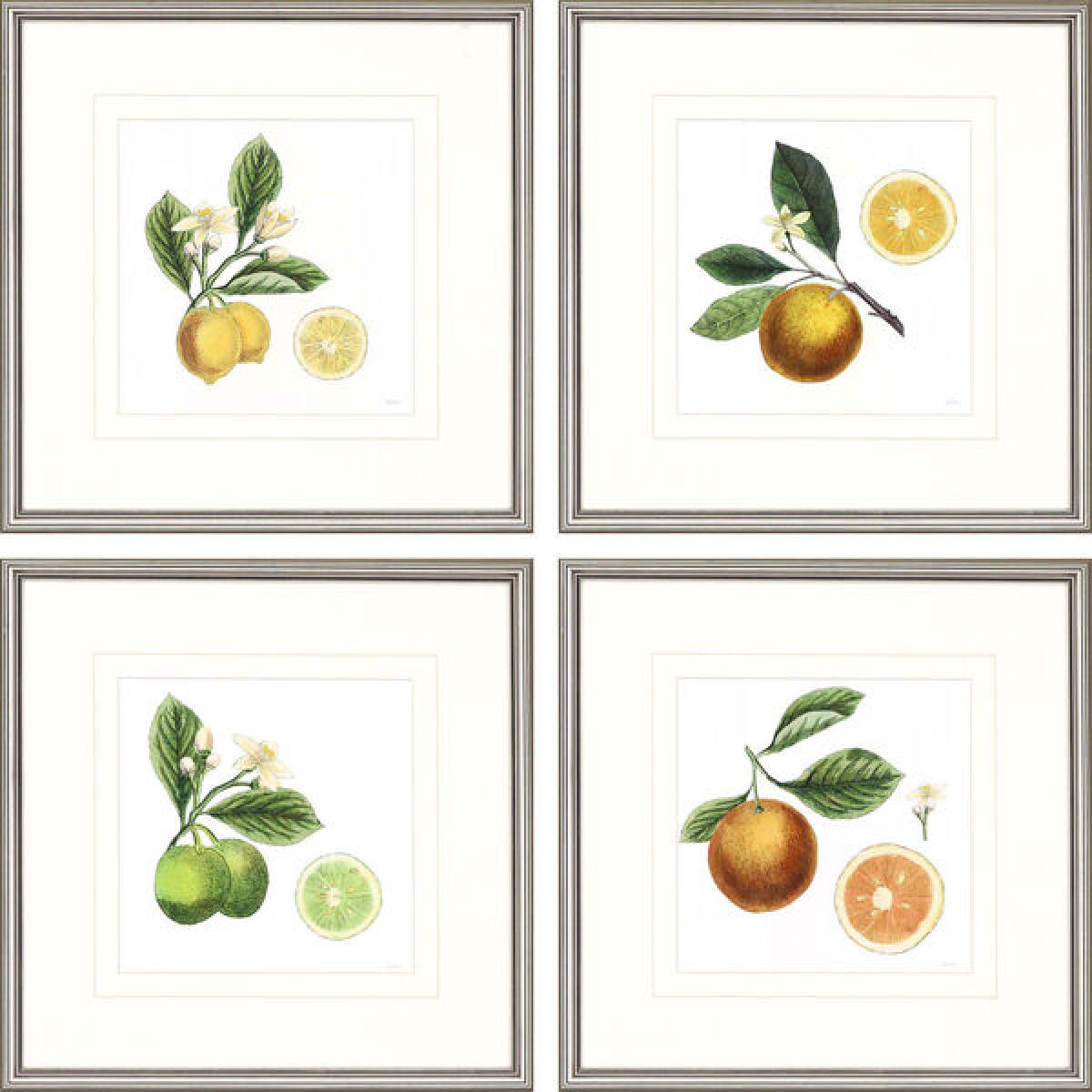 Classic Citrus S/4 Classic Citrus S/4 - Image 1