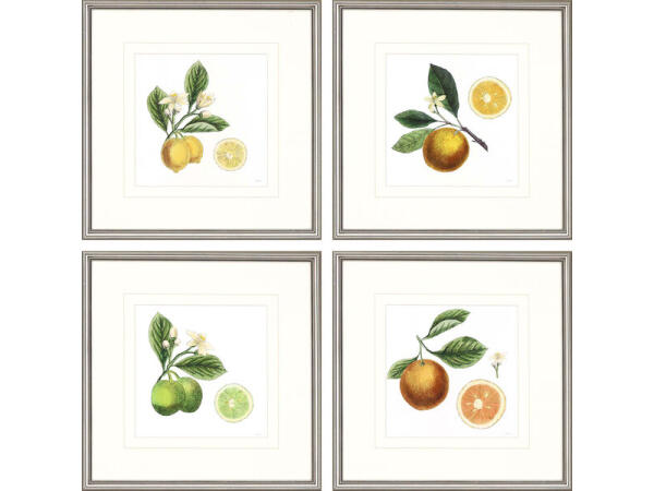 Classic Citrus S/4 Art Paragon